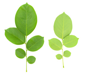 the row of green Burma padauk leaves on white background.