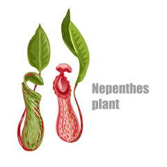 Tropical plant nepenthes