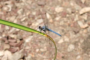 dragonfly sits on a blade of grass