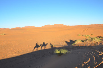 Fototapeta na wymiar Merzouga is a small Moroccan town in the Sahara Desert. Camel is one of the major transport in the desert. Shadow of camels on the sand.
