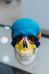 A human skull mannequin stands on a table.