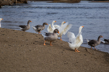 Naklejka na ściany i meble geese resting on the river
