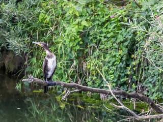 Kormoran sitzt auf eine Ast am Fluss.