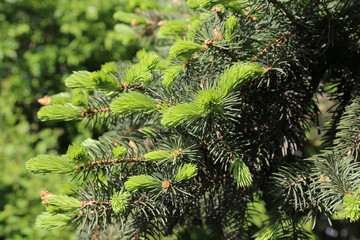 Branches of spring coniferous tree with fresh sprouts
