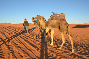 Merzouga is a small Moroccan town in the Sahara Desert. Camel is one of the major transport in the desert. The owner will use it to carry goods or tourist.