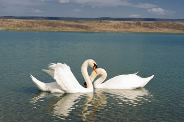 white swans on the pond are making love