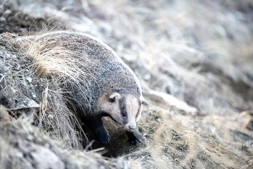 Badger in the field in early spring. Russia. © Ruslan Zagidullin