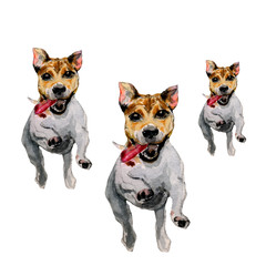 dog jack russell running forward with pink tongue pattern