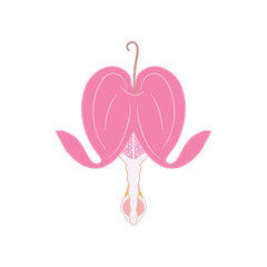 Spring flower isolated on white background. Asian bleeding heart, heart shaped pink and white flower, lyre flower, heart flower and lady in a bath. Great for icon, symbol, logo, card design.   
