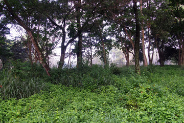 Fototapeta premium Landscape Tropical rainforest of the city.