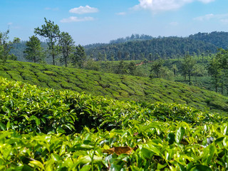 Fototapeta na wymiar Green tea plantation. Green tea leaves in front of the mountains. Blue sky.