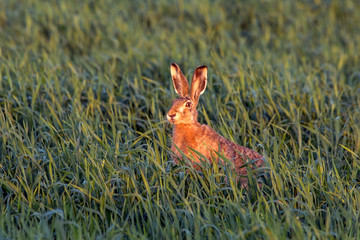 Hare sitting in the grass on the field. European hare (Lepus europaeus).