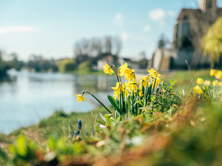 Osterglocken am Neckar-Ufer, Baden-W&uuml;rttemberg