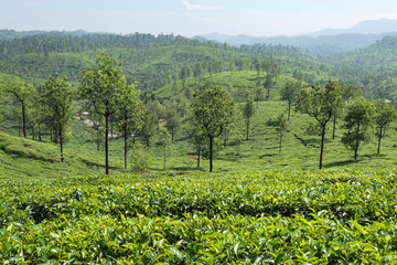 Fototapeta na wymiar Green tea plantation. Green tea leaves near the mountains. Green tree on tea plantation.