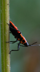 Macro shot - Pyrrhocoris apterus in Poland it is called a tram driver (In australia trammie) © Chmiel_Photo