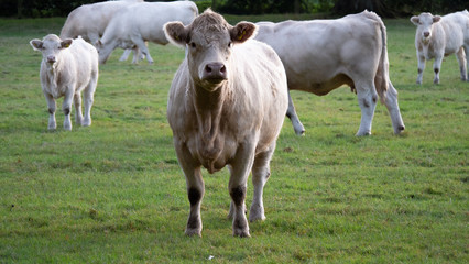 OLYMPUS DIGITAL CAMERA - Cow © Chmiel_Photo