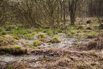 swamp covered with grass in the wild forest