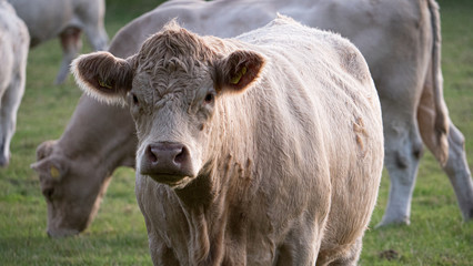 OLYMPUS DIGITAL CAMERA - Free time in England - Cow © Chmiel_Photo