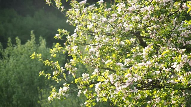 Beautiful blooming white and pink apple flowers (Malus pumila) in homemade garden in HD VIDEO. Illuminated by sunlight. Close-up.  ECO and BIO gardening concept.