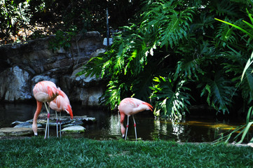 Herd of flamingos drinking water on a lake surrounded by green