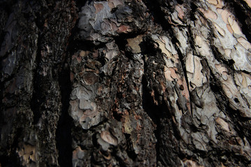 Tree Bark Textured Background.