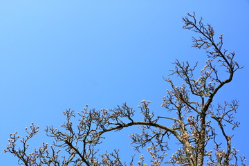 Pear tree branches with flowers against a beautiful blue sky with clouds in the background.