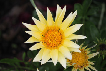Blüte Frühling