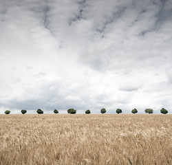Crop field with trees on the horizon with sky