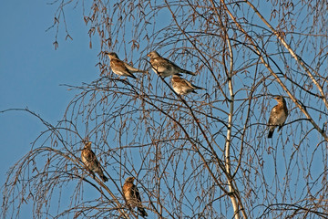 Many birds on the tree. Bohemian Waxwing (Bombycilla garrulus) and Fieldfare (Turdus pilaris).
