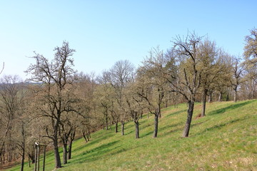 Fototapeta na wymiar Scattered flowering wild pear trees on meadow, Burgstädtl, Kreischa, Dresden, Germany, Europe