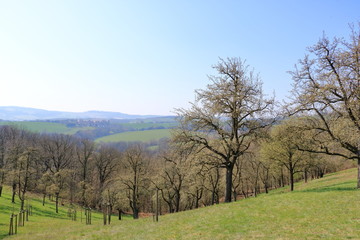 Scattered flowering wild pear trees on meadow, Burgstädtl, Kreischa, Dresden, Germany, Europe