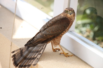 Un Epervier est venu se poser dans la véranda et a accepté de se laisser approcher - A hawk came...