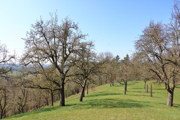 Scattered flowering wild pear trees on meadow, Burgstädtl, Kreischa, Dresden, Germany, Europe