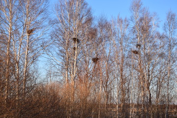 nests in the trees