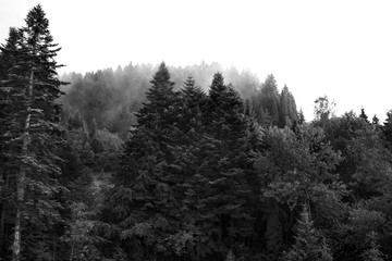 Spruce trees if fog