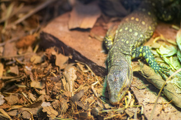 close-up of captive lizard in its terrarium