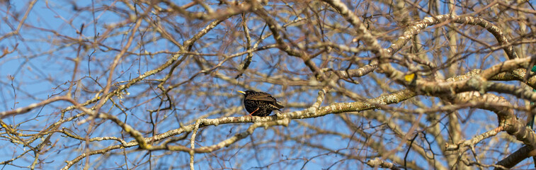 The common starling or Sturnus vulgaris or the European starling. Sitting on the branch.