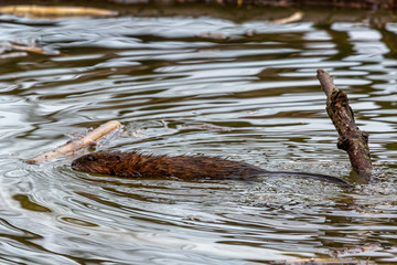Muskrat Swimming