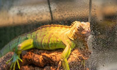 close-up of captive chameleon in its terrarium
