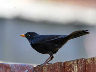 A blackbird (turdus merula) stood on a garden fence looking for food.