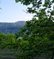 apricot trees on a background of blue sky. green apricot trees in the garden.
