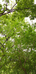apricot trees on a background of blue sky. green apricot trees in the garden.