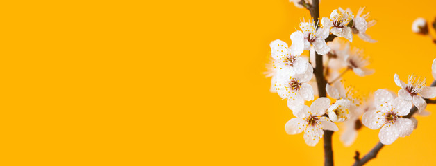 Banner with delicate spring flowering branches close-up on the orange background. Natural beauty of details. The concept of spring, femininity, sensuality.