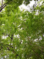apricot trees on a background of blue sky. green apricot trees in the garden.