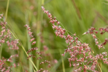 Pink flowers in the grass