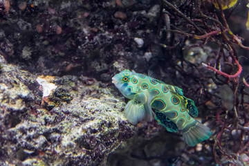 Picturesque Dragonet