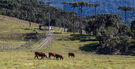Paisagem rural com gado pastando