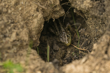 Sand lizard Lacerta agilis in a small burrow
