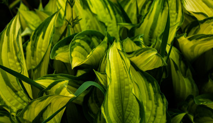 Fototapeta na wymiar Yellow and Green Textured Leaves