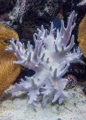 coral reef scenery